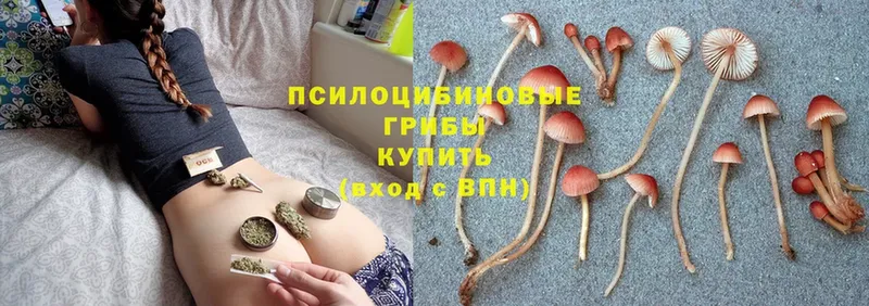 Псилоцибиновые грибы Psilocybine cubensis  Санкт-Петербург 